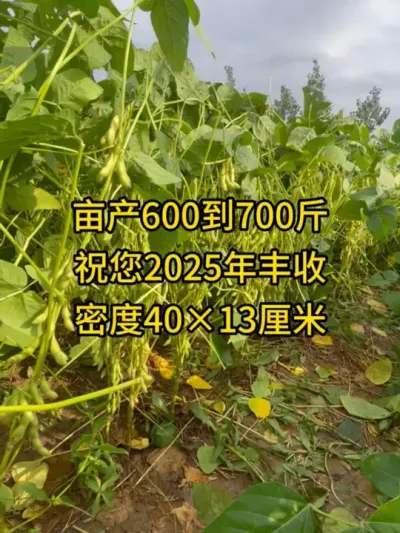 亩产600到700斤，祝您2025年丰收 #服务三农支持三农 #抖音助农 #农业种植  #高产大豆 #大豆高产