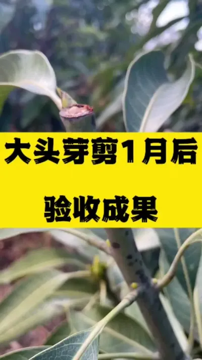 椰香芒剪除大头芽1个月，出花非常棒 #农业技术推广 #修剪 #控梢 #鸡蛋芒