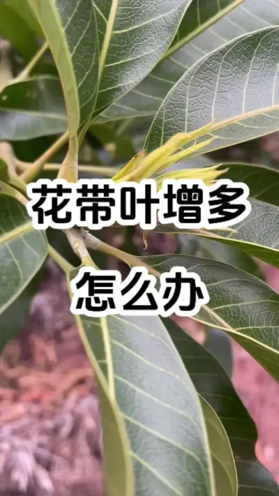 花带叶增多该怎么办？今晚直播间8：30分享 #病虫害防治 #农业技术推广 #种植小技巧