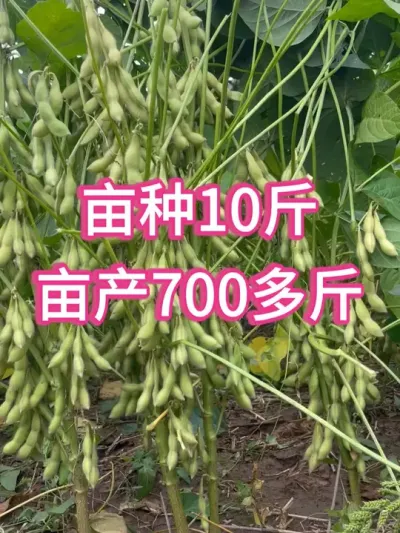 最新国审大豆，亩种10斤，亩产700多斤 #服务三农支持三农 #农业种植 #抖音助农