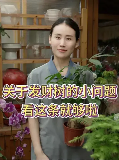 关于发财树的小问题，看这条就够啦！#发财树 #发财树养护 #花卉绿植 #养花小知识 #养花人的乐趣