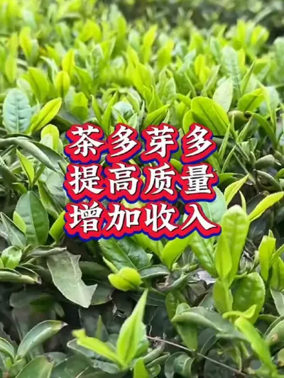 #服务三农支持三农 #抖音助农扶农 #茶树种植技术与管理 #茶 #叶面肥这样用更高产