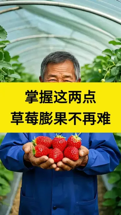 想果子膨果，掌握这两点，膨果不在难！@巨大星-龙灯水溶肥工厂 #番茄种植 #西红柿种植 #草莓种植 #种植草莓 #草莓种植技术