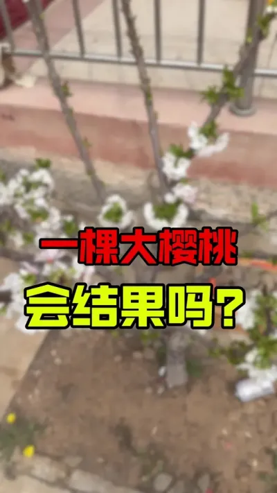 异花授粉异花授粉#车厘子树苗 #果园管理 #大樱桃种植管理 #车厘子大樱桃