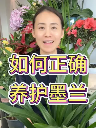 如何正确养护墨兰#兰花 #墨兰兰花 #花卉绿植 #养花小知识 #兰花小知识