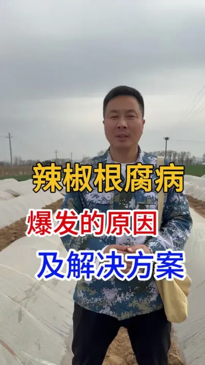 根腐病的发病原因及解决方法#根腐病怎么治 #土壤改良 #农业种植技术 #分享农业知识帮助农民增产增收 #辣椒种植