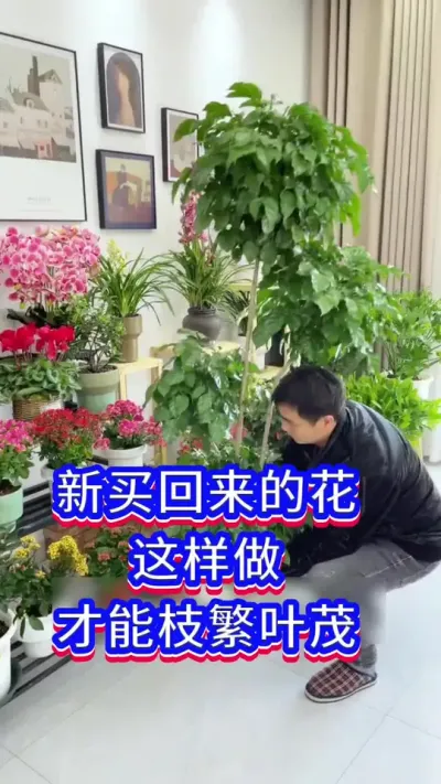 新花到家这样做，才能枝繁叶茂开爆盆#我的花花草草🌸🌸 #花卉绿植 #养花小知识
