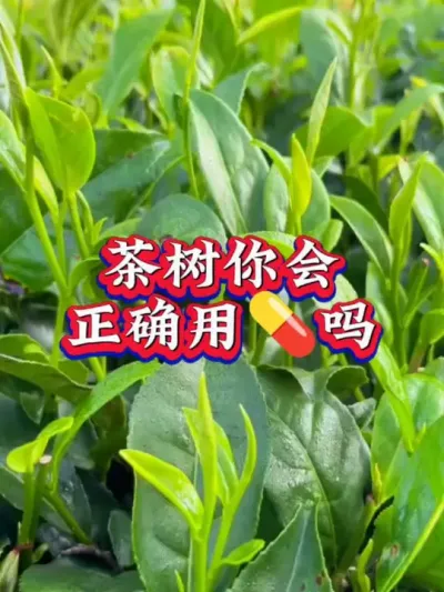 #服务三农支持三农 #抖音助农扶农 #茶树 #茶树种植技术与管理 #茶