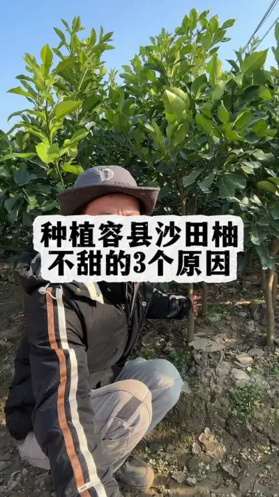 种植容县沙田柚不甜的3个原因，充足的阳光，排水良好，少用化肥。#容县沙田柚 #果苗供应 #沙田柚