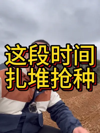 全国扎堆种扎堆上市红薯的行情还会好吗？#农业种植 #红薯种植 #三农 #种红薯 #红薯