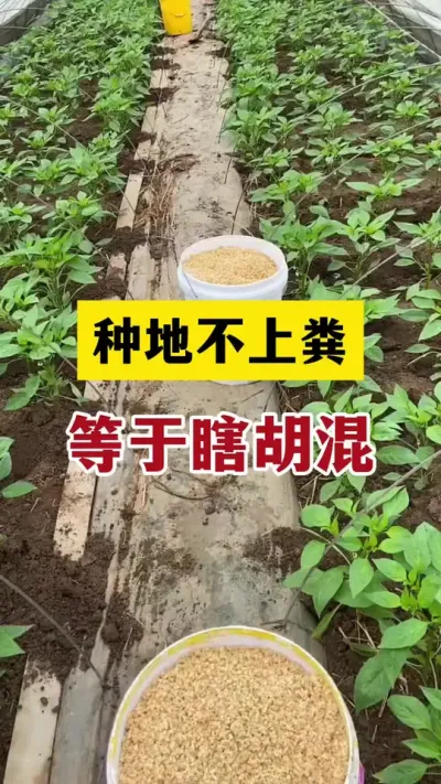 种辣椒不用肥，你在糊弄谁#辣椒种植技术 #三农 #分享农业知识帮农民增产增收
