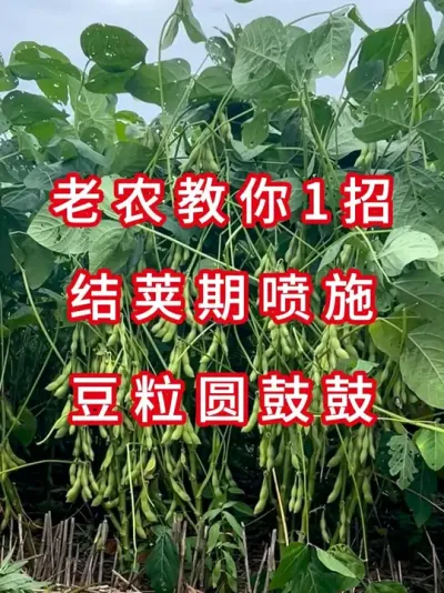 大豆结荚不饱满？教你1招丰收不用愁 #三农流量扶持计划 #抖音助农 #大豆种植 #农业种植  #农业植保知识分享