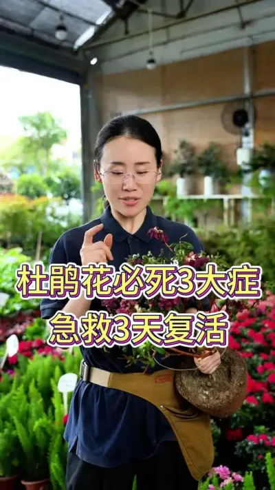 杜鹃花必死3大症，急救3天复活#养护小知识 #养花人的乐趣 #养花的乐趣 #杜鹃花开 #杜鹃花养护