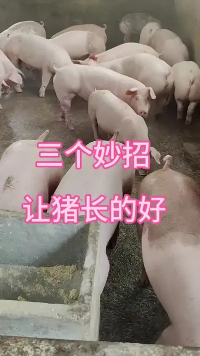 #养猪人加油干 #养猪人不容易 #三农 #仔猪 #三农养猪