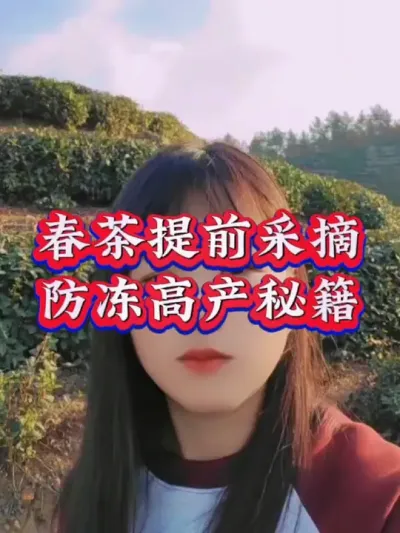 #茶树 #服务三农支持三农 #茶树种植技术与管理 #叶面肥这样用更高产