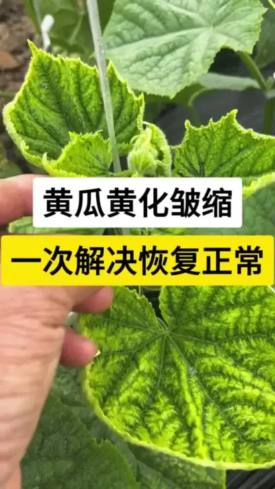 黄瓜黄化皱缩，一次解决恢复正常 #黄瓜种植 #黄瓜种植技术 #病毒病 #黄化病毒病 #农业技术推广