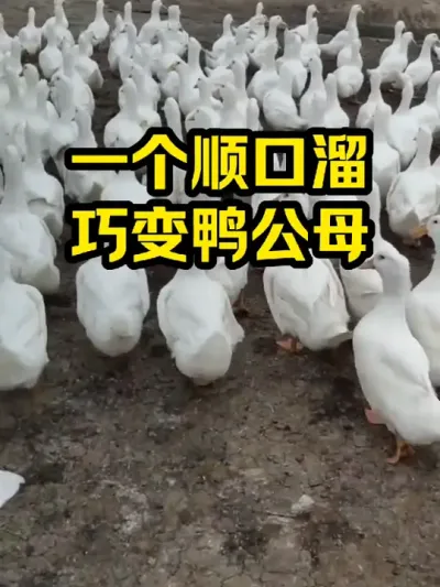 一个顺口溜，巧变鸭公母 #抖音三农#养鸭#养殖