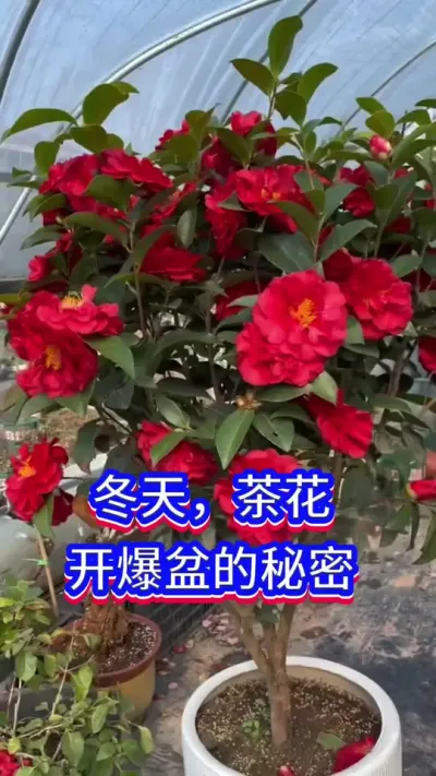 茶花开花的秘密#养花小知识 #茶花 #英子园艺