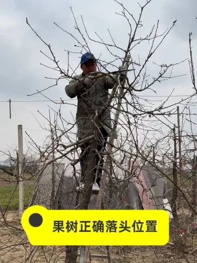 #新农人计划2025 #抖音助农 #果树管理技术 #病虫害防治 #农业技术推广