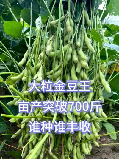 超高产大豆，亩产700斤，创奇迹新高 #服务三农支持三农 #三农种植 #抖音助农 #新农人计划 #高产大豆种子