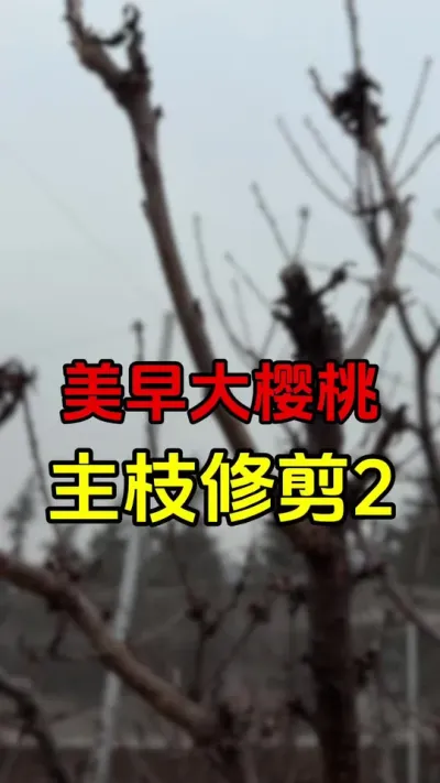 美早大樱桃主枝修剪#车厘子树苗 #大樱桃修剪 #美早樱桃 #果树修剪