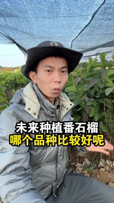 未来种植番石榴，哪个品种比较好呢 #果苗供应 #红心番石榴 #白心番石榴