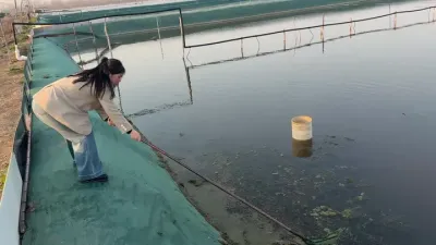 草上长青苔了#螃蟹养殖 #大闸蟹养殖