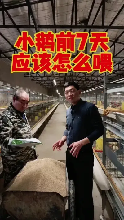 小鹅前7天，应该如何正确的饲喂！#科学养鹅 #养鹅人 #三农养殖 #养鹅技术分享 #狮头鹅养殖