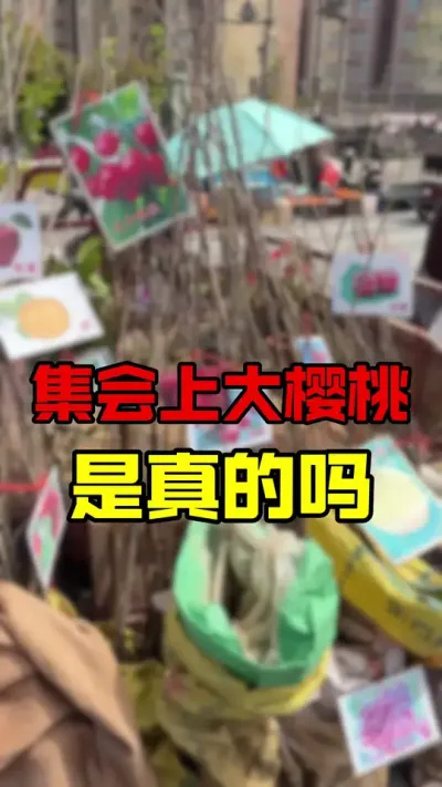 集会也有大樱桃#车厘子树苗 #大樱桃种植管理 #车厘子大樱桃