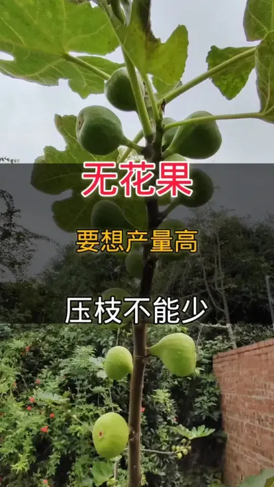 无花果压枝#无花果#种植小技巧