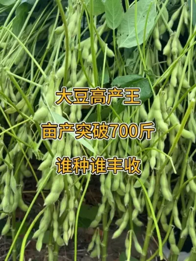 大豆高产王，亩产突破700斤 #服务三农支持三农 #抖音助农 #大豆 #大豆高产 #高产大豆