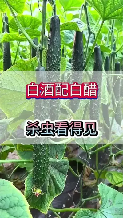 白酒配白醋，杀虫看得见 #黄瓜 #黄瓜种植 #黄瓜高产种植 #服务三农支持三农 #三农