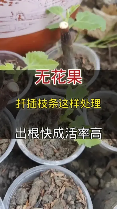 无花果扦插枝条这样处理成活率高#无花果#种植小技巧