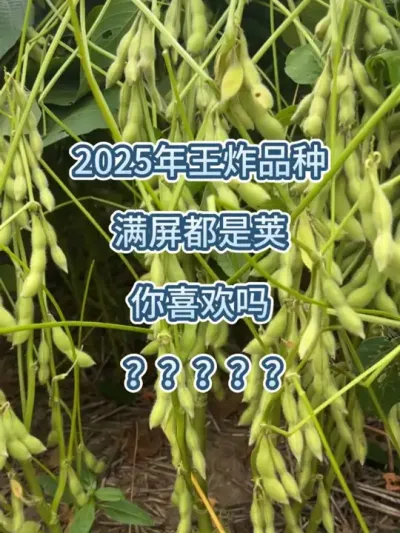 2025年王炸品种，满屏都是荚 #农业种植 #服务三农支持三农 #抖音助农 #大豆高产 #大豆