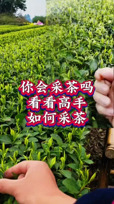 #春茶采摘 #春茶上市 #携手助农 这样的唇边一天你能采多少斤