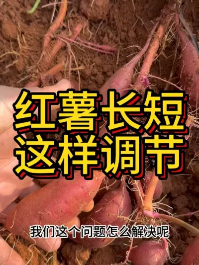 红薯条形可以利用它的趋肥趋水性进行调节#农业种植 #红薯种植 #红薯种植技术上 #节点施肥 #增薯淋