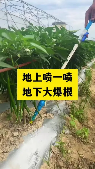 地上喷一喷，地下大爆根，根部灌一灌爆根看得见#分享农业知识帮农民增产增收 #农业种植技术 #三农