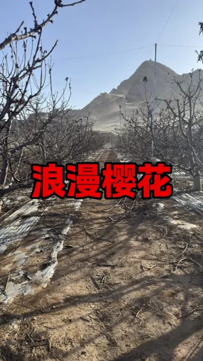 多么美的邂逅#大樱桃种植管理 #果树管理 #车厘子树苗 #果农的生活
