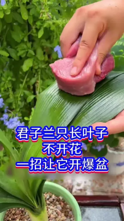 3月份，让君子兰开花爆盆的秘密#君子兰 #英子园艺 #花卉绿植