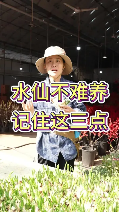 其实养好水仙并不难#水仙 #花卉绿植 #水仙花 #花卉 #养花