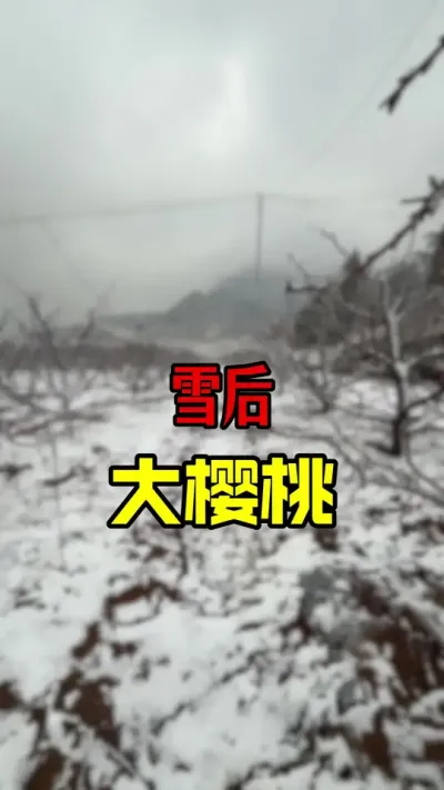 雪后的大樱桃美景#车厘子大樱桃 #大樱桃管理 #春天的第一场雪 #美早樱桃