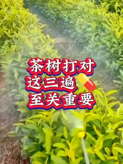 #抖音助农扶农 #服务三农支持三农 #茶树 #茶树种植技术与管理