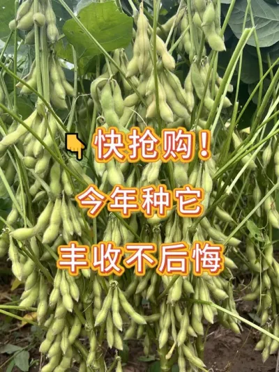 想大豆高产，就种它 #三农流量扶持计划 #大豆种植 #农业种植 #抖音助农 #产量特别高