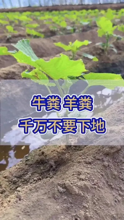 羊粪牛粪，千万不要直接下地 #黄瓜 #黄瓜种植 #黄瓜高产种植 #服务三农支持三农 #三农