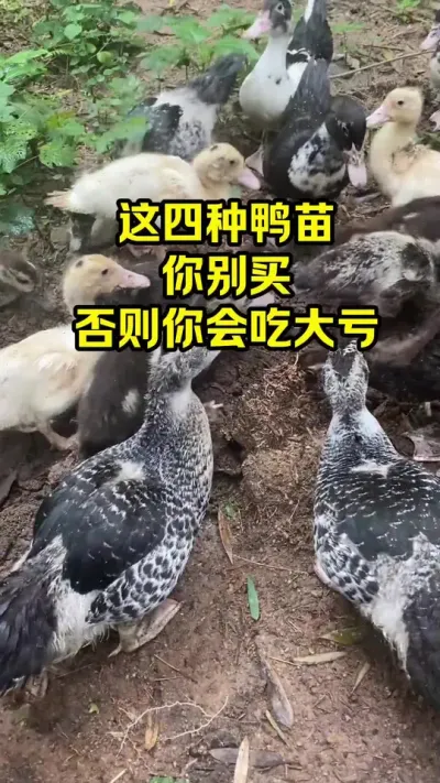 这四种鸭苗，你别买，否则你会吃大亏#抖音三农#养鸭#养殖