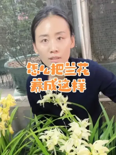怎么才能把兰花养成这样#兰花 #花卉绿植 #养花小知识 #爱兰花爱生活 #兰花养护