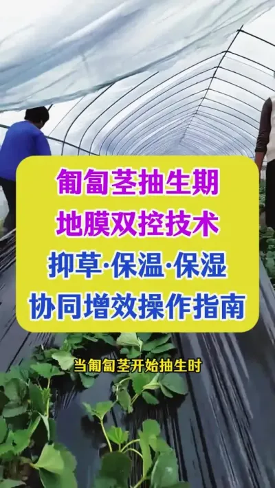 匍匐茎抽生期地膜双控技术 ，抑草&middot;保温&middot;保湿协同增效操作指南#种植小技巧 #农业种植 #三农 #抖音助农 #dou上热门