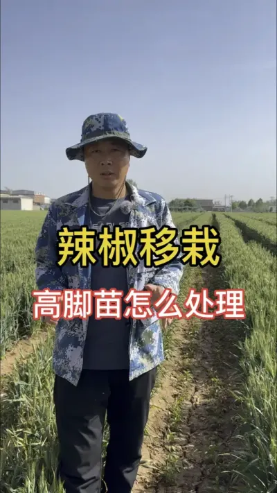 辣椒高脚苗要扔掉吗#辣椒种植 #增产增收小配方 #辣椒专用保花保果叶面肥 #高产线椒辣椒苗 #朝天椒