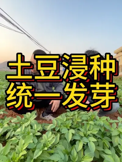 土豆统一发芽统一出芽才好管理#农业种植 #红薯种植 #土豆种植 #土豆种植技术与管理 #节点施肥