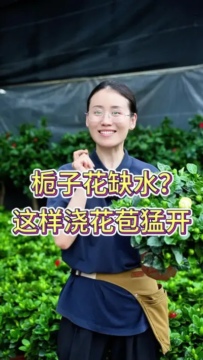 栀子花缺水？这样浇花苞猛开#栀子花 #栀子花开呀开 #花卉绿植 #养花人的乐趣 #养花小知识